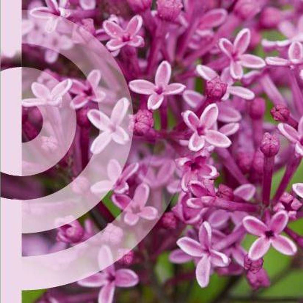 Syringa rosa Perfume auf Stamm T19 H090