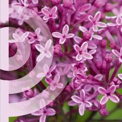 Syringa rosa Perfume auf Stamm T19 H090
