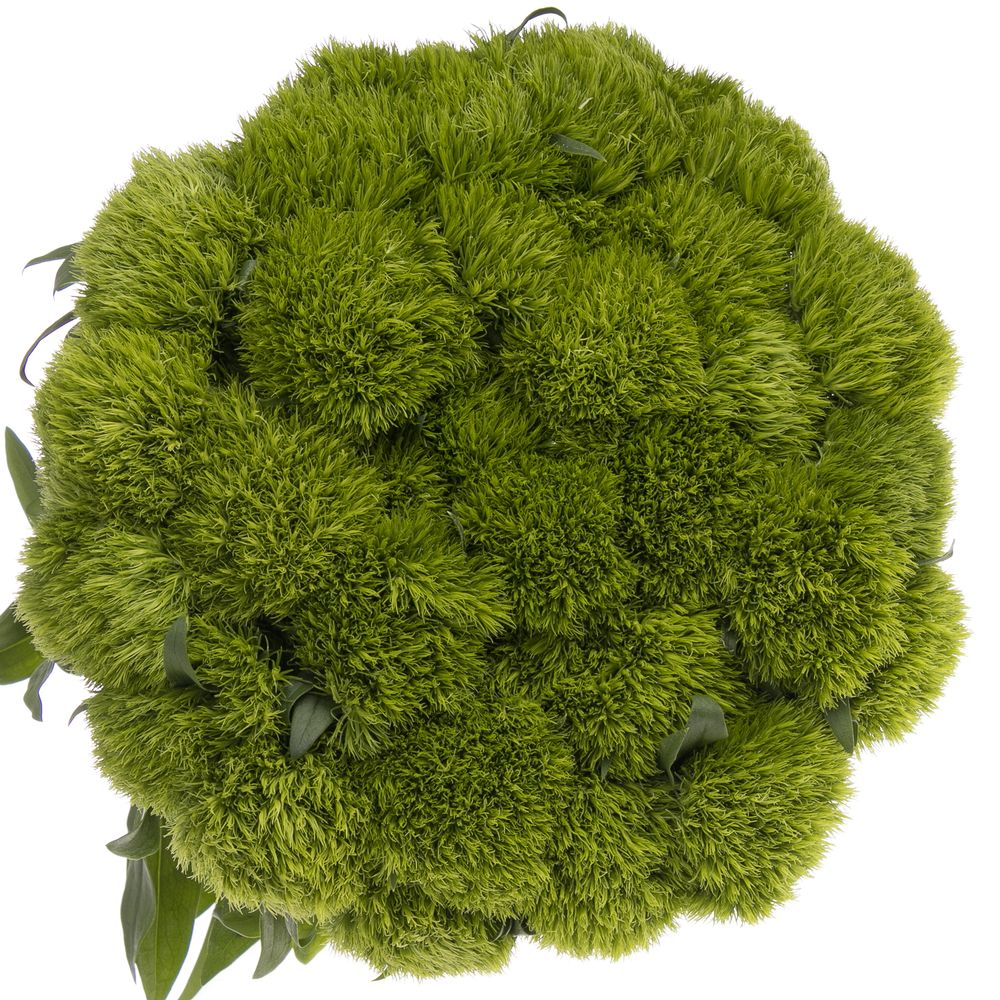 Bartnelke grün Wicky  50cm