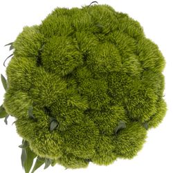 Bartnelke grün Wicky  50cm