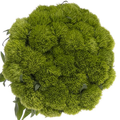 Bartnelke grün Wicky  50cm