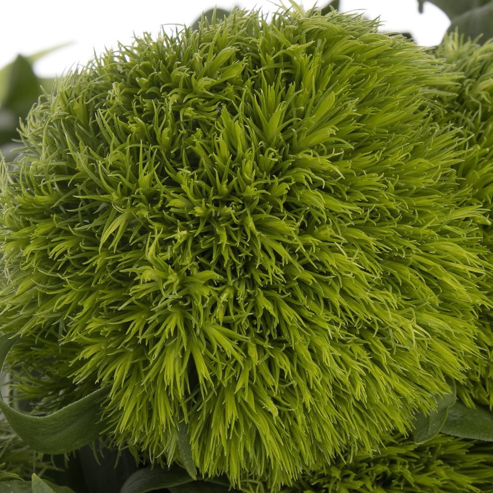 Bartnelke grün Wicky  50cm