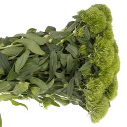 Bartnelke grün Wicky  50cm