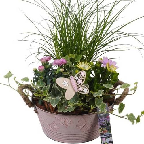 Garten.Arr PTPP6802 T23 H046