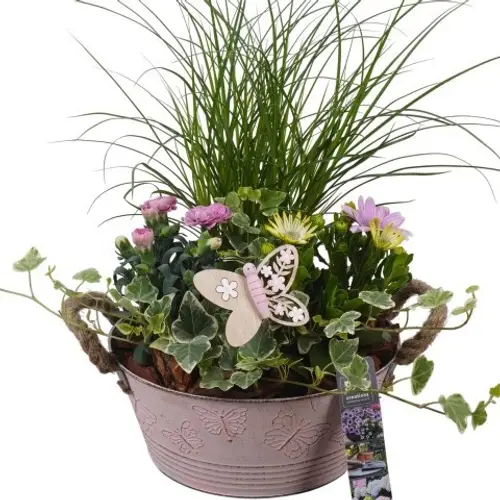 Garten.Arr PTPP6802 T23 H046