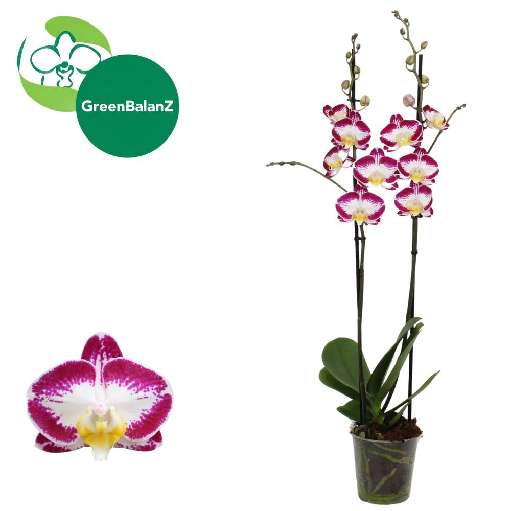 Phal.2-R rosa/creme Zen T12 H065