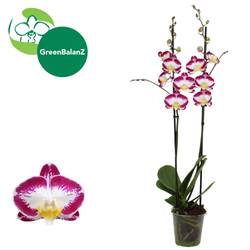 Phal.2-R rosa/creme Zen T12 H065