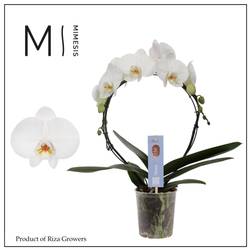 Phal.2-R weiss Mimesis Moon T09 H030