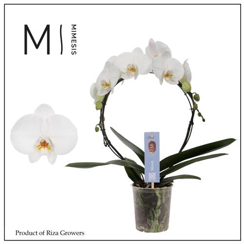 Phal.2-R weiss Mimesis Moon T09 H030