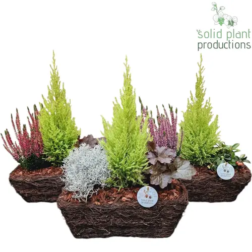 Garten.Arr SRMC004 mix Herbst T34 H045
