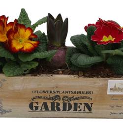 Garten.Arr im Holzkiste 346 T26 H015