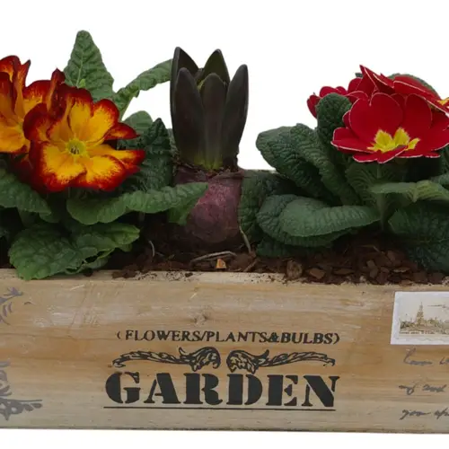 Garten.Arr im Holzkiste 346 T26 H015