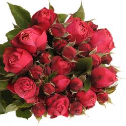 Rosa Freiland fuchsia/weinrot Strawberry 1+Blüte 30cm