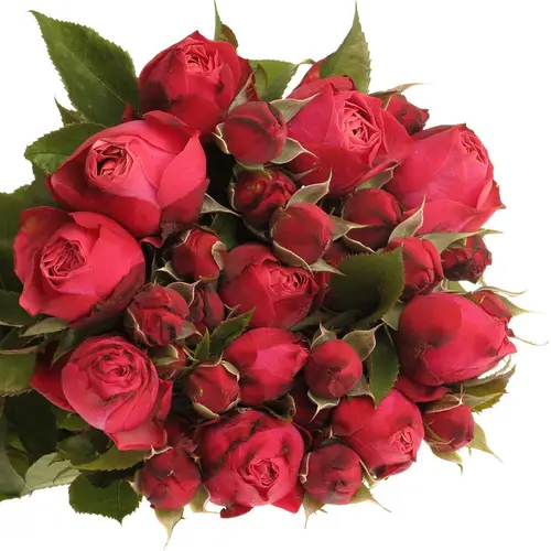 Rosa Freiland fuchsia/weinrot Strawberry 1+Blüte 30cm