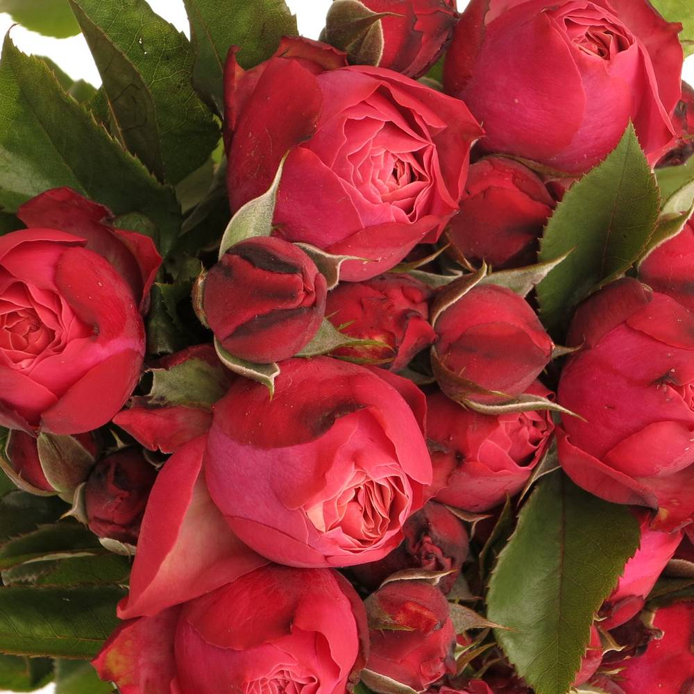 Rosa Freiland fuchsia/weinrot Strawberry 1+Blüte 30cm