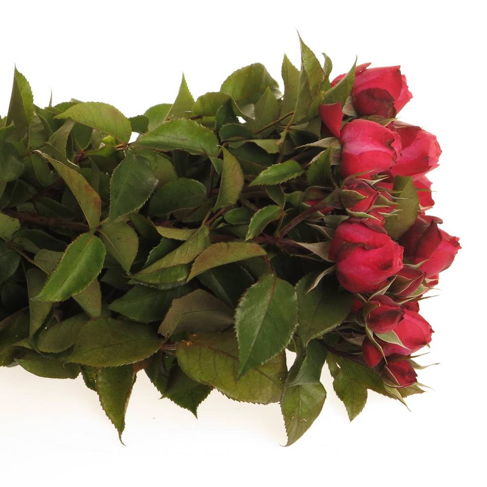 Rosa Freiland fuchsia/weinrot Strawberry 1+Blüte 30cm