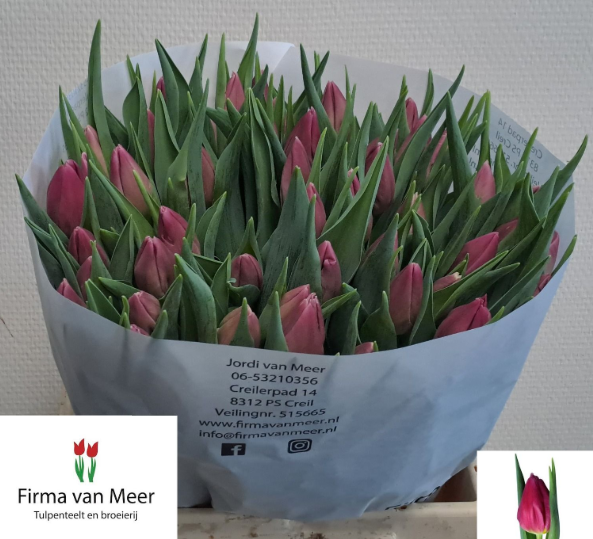 Tulpe rosa Majesty 34 Gramm