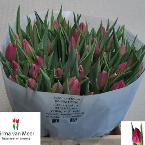 Tulpe rosa Majesty 34 Gramm