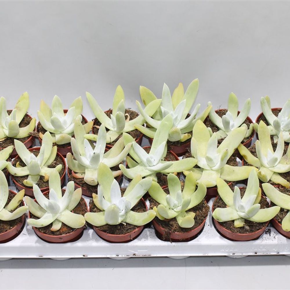 Dudleya Greenei T08 H15