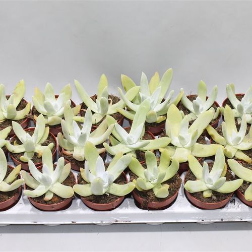 Dudleya Greenei T08 H15