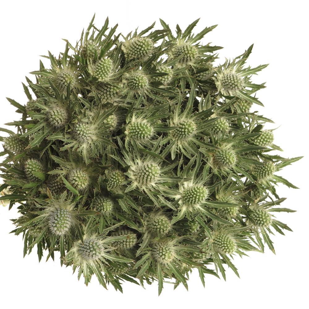 Distel weiss Orion Sirius Natur 50cm