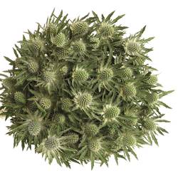 Distel weiss Orion Sirius Natur 50cm