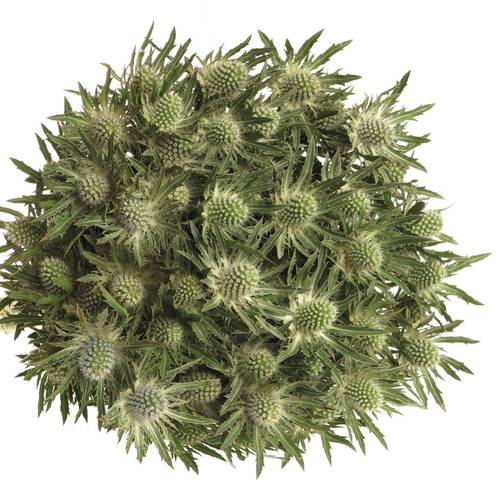 Distel weiss Orion Sirius Natur 50cm