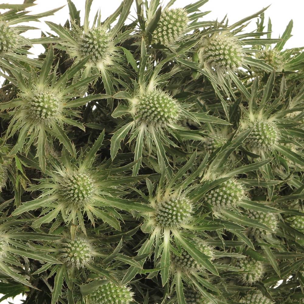 Distel weiss Orion Sirius Natur 50cm