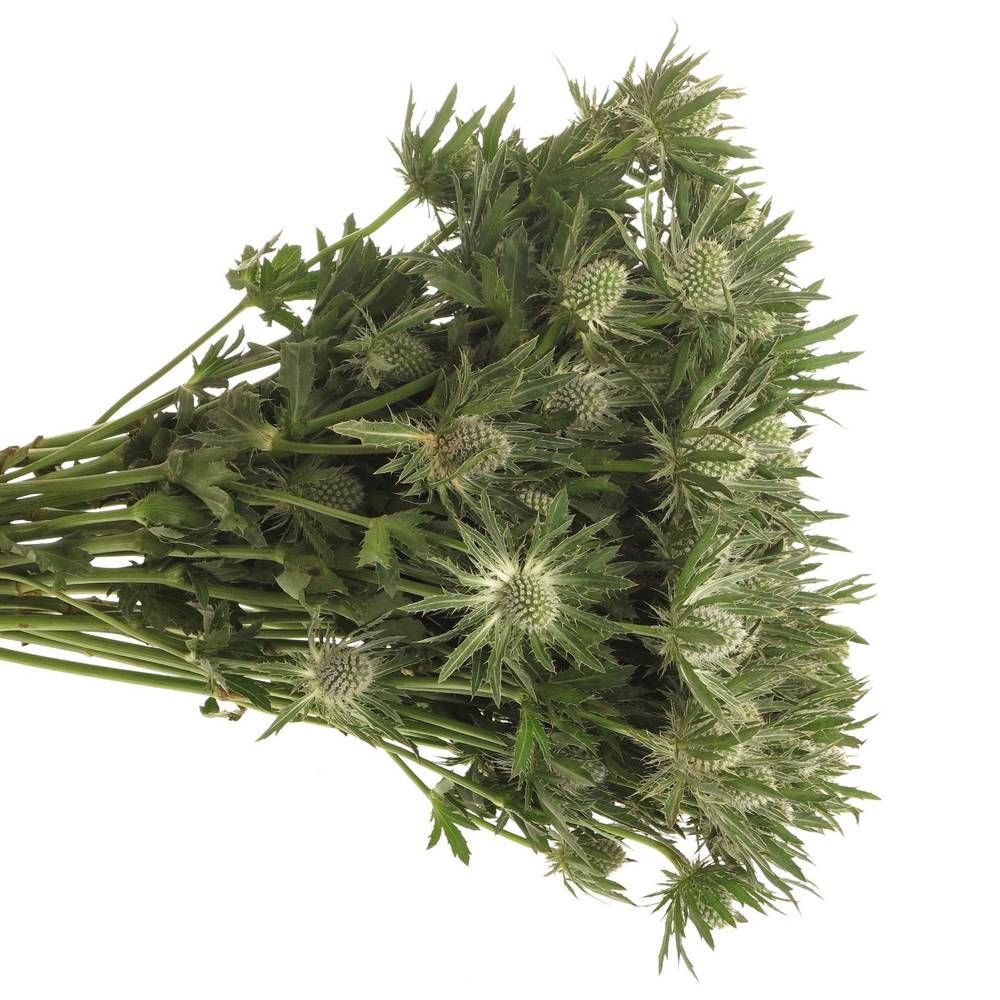 Distel weiss Orion Sirius Natur 50cm