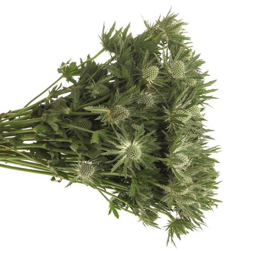 Distel weiss Orion Sirius Natur 50cm