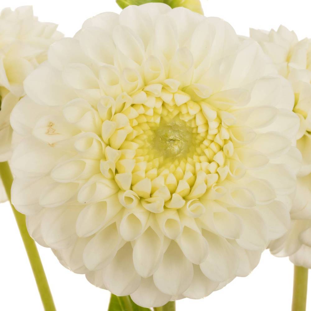 Dahlia creme Ball Reycroft Jan 80cm