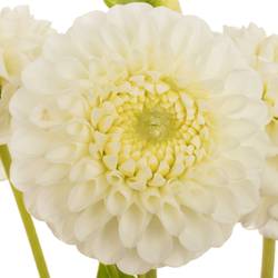 Dahlia creme Ball Reycroft Jan 80cm