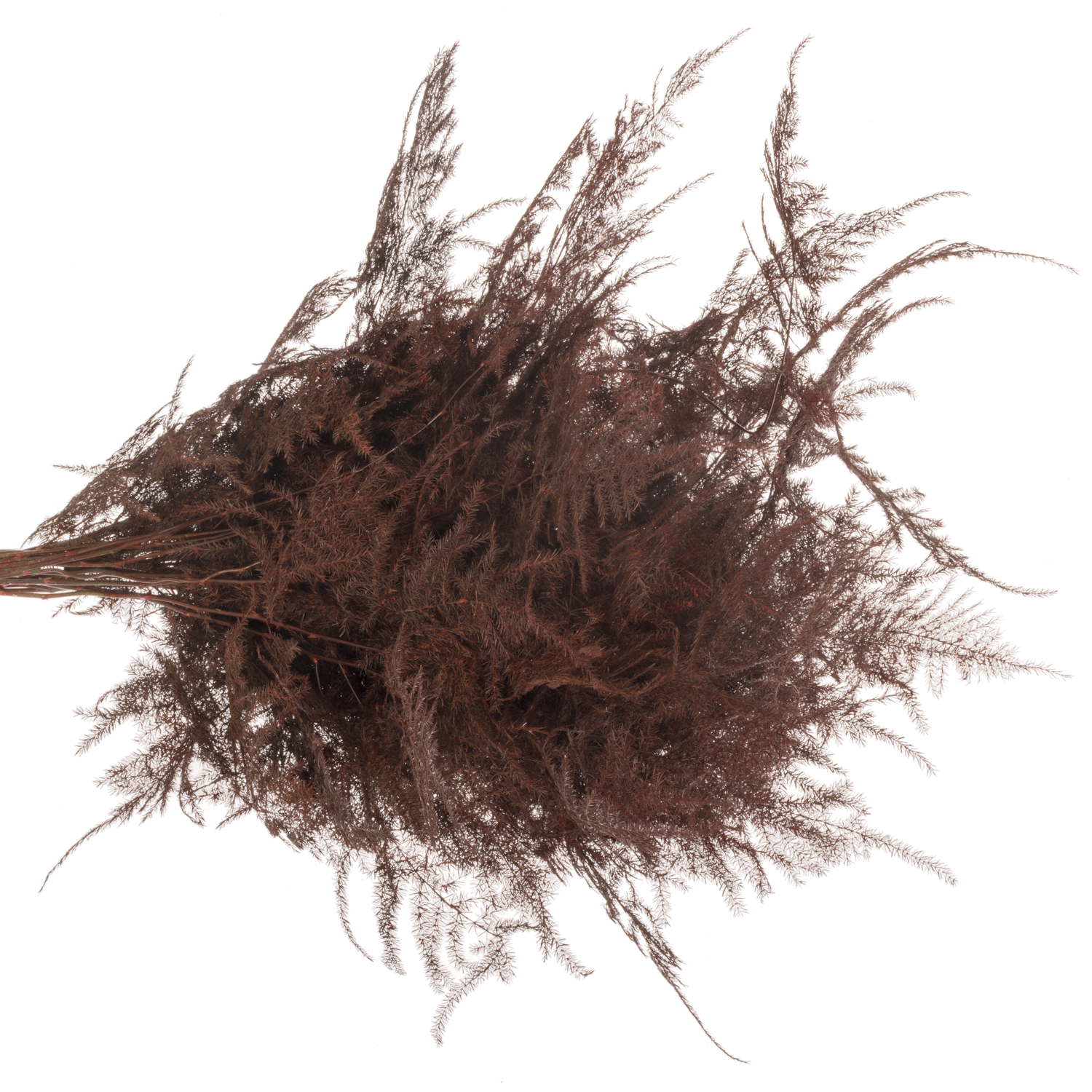 Plumosus bordeaux gefärbt 45cm (x25)