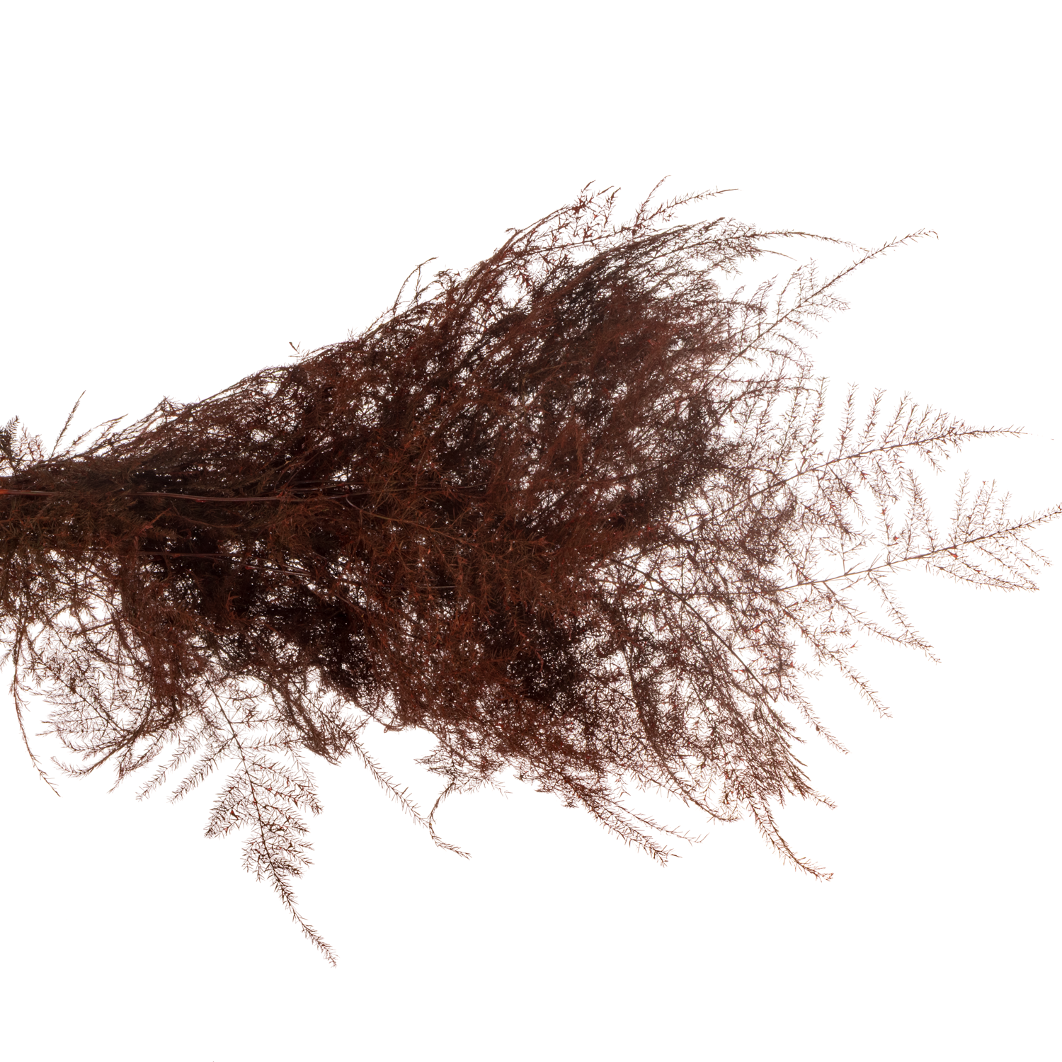 Plumosus bordeaux gefärbt 45cm (x25)