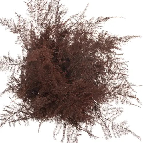 Plumosus bordeaux gefärbt 45cm (x25)