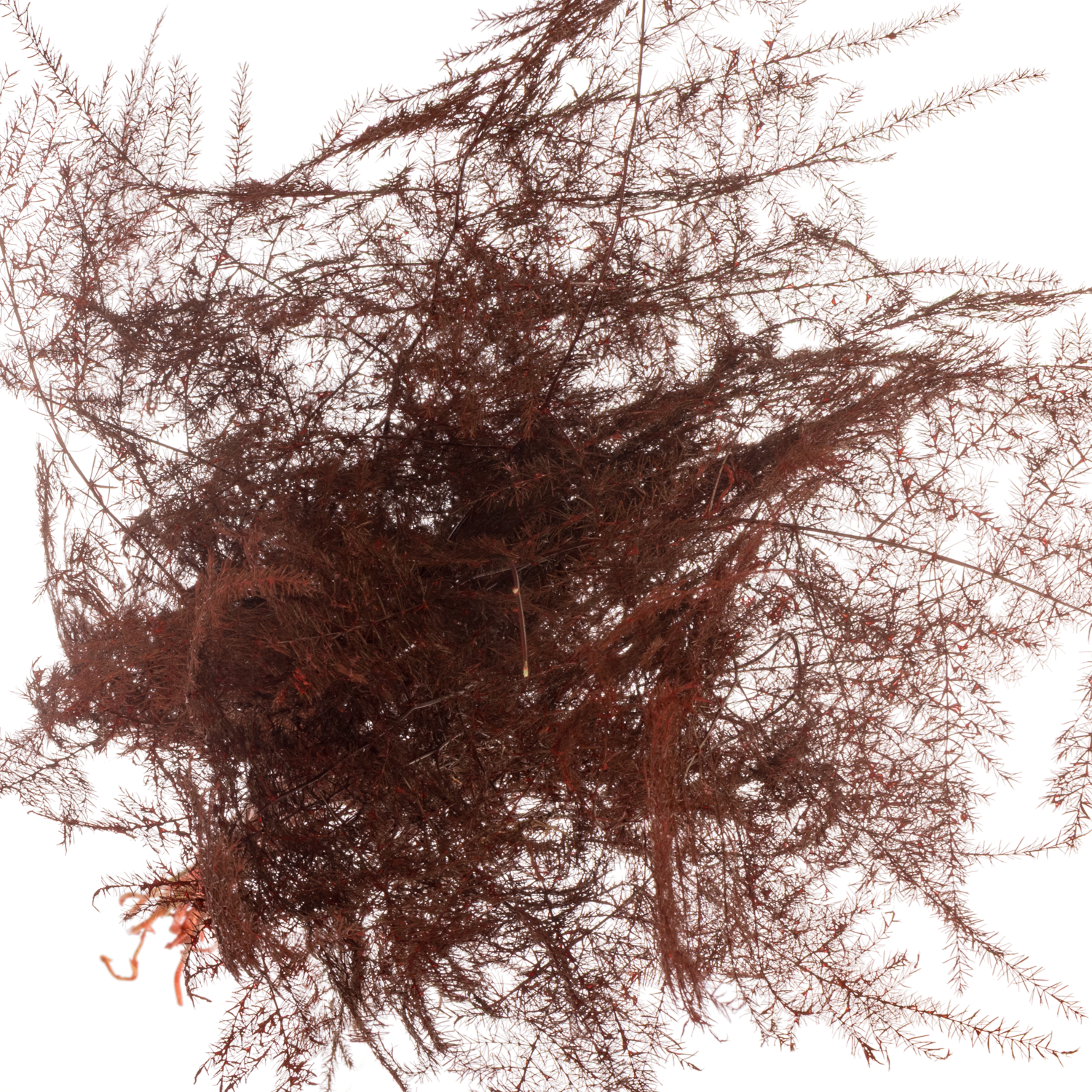 Plumosus bordeaux gefärbt 45cm (x25)