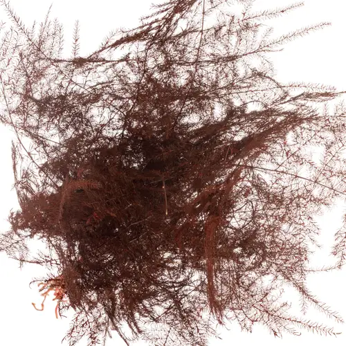 Plumosus bordeaux gefärbt 45cm (x25)