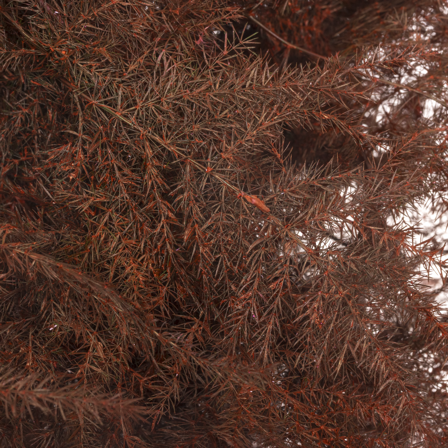 Plumosus bordeaux gefärbt 45cm (x25)