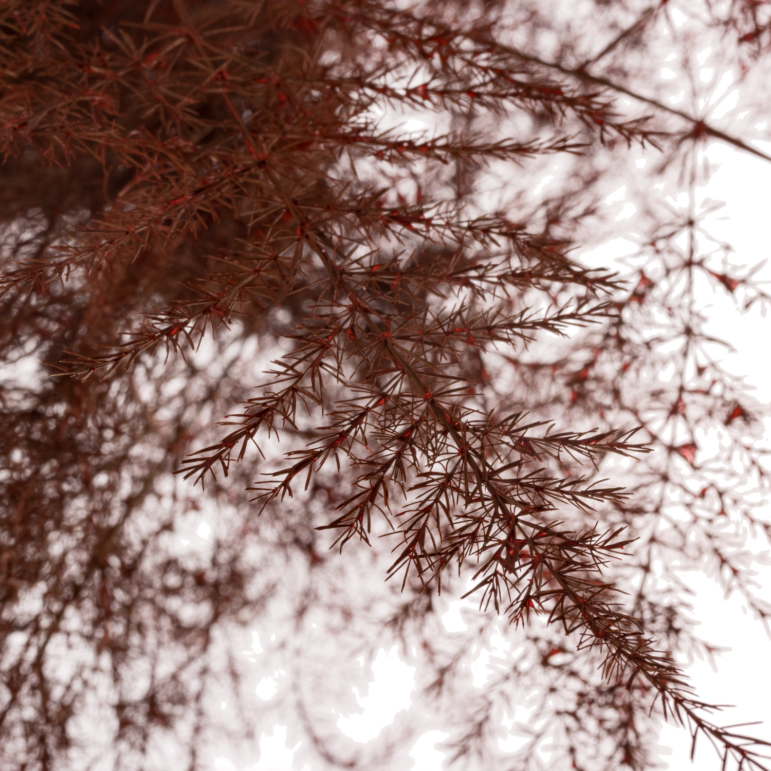 Plumosus bordeaux gefärbt 45cm (x25)