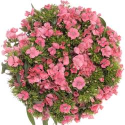 Bartnelke rosa Aldo Rose 45cm