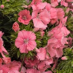 Bartnelke rosa Aldo Rose 45cm