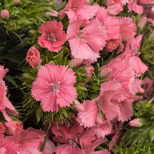 Bartnelke rosa Aldo Rose 45cm