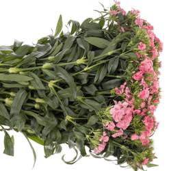 Bartnelke rosa Aldo Rose 45cm