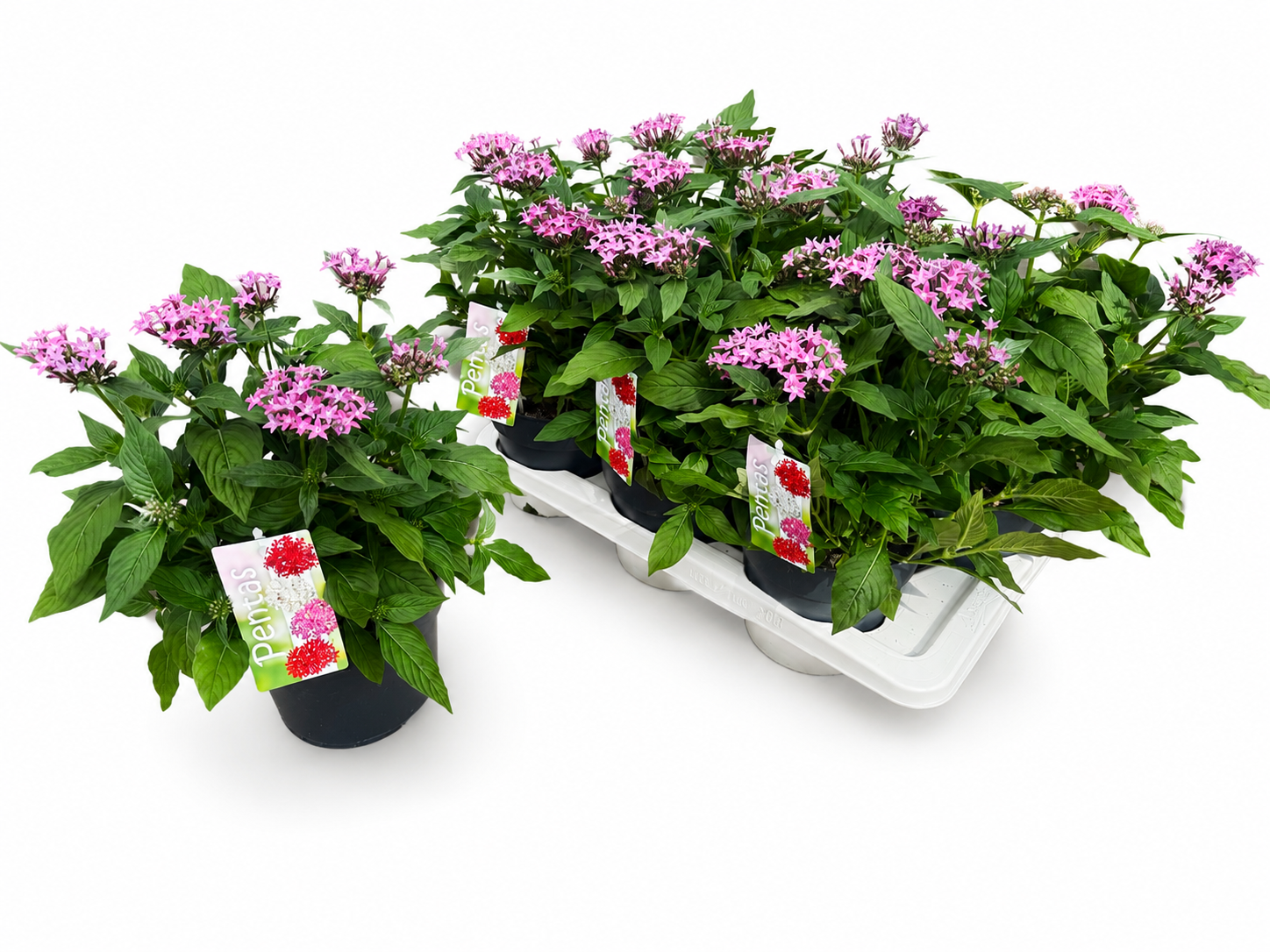 Pentas lila T17 H028
