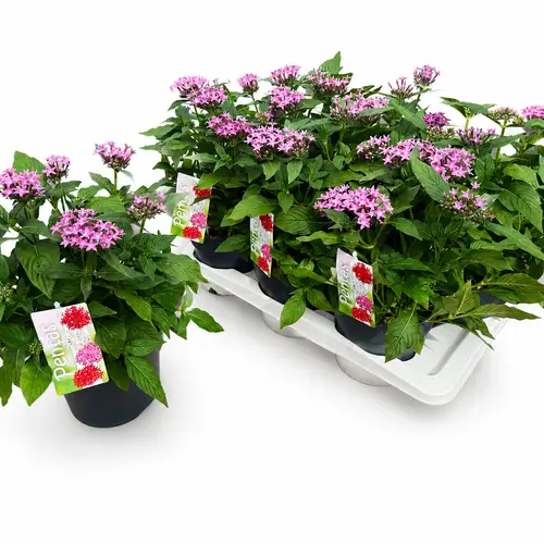 Pentas lila T17 H028