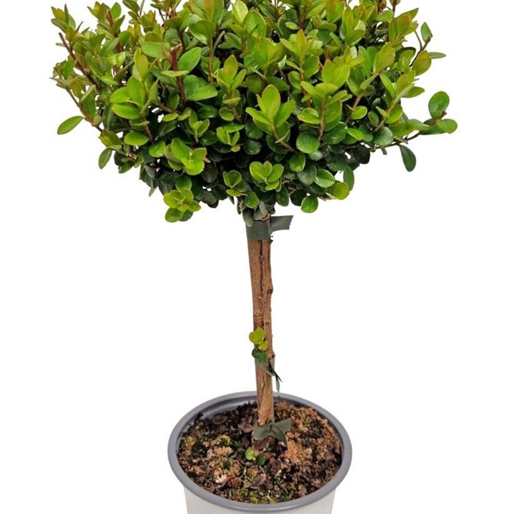 Myrsine Africana auf Stamm T12 H037