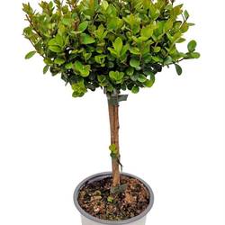 Myrsine Africana auf Stamm T12 H037