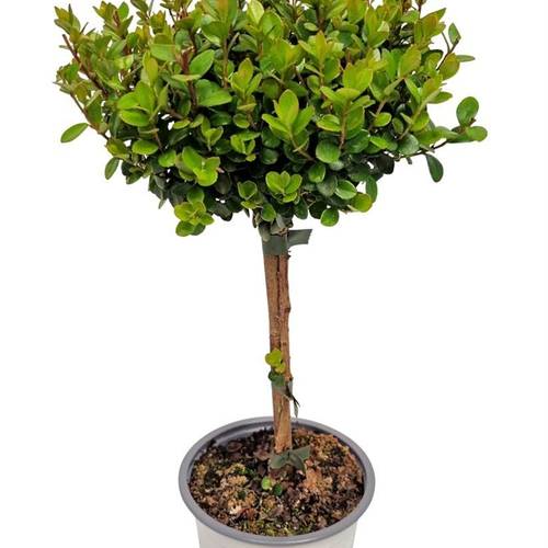 Myrsine Africana auf Stamm T12 H037