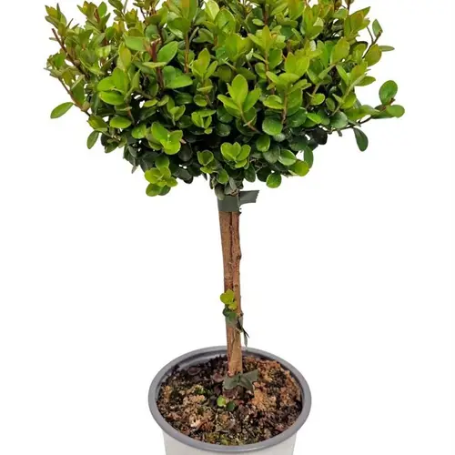 Myrsine Africana auf Stamm T12 H037