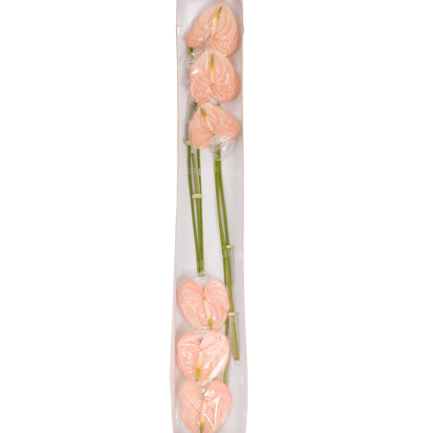 Anthurium lachs Cheers Blte 13cm (Anthurium) | Heyl - Blumengrohandel /  Floristikgrohandel